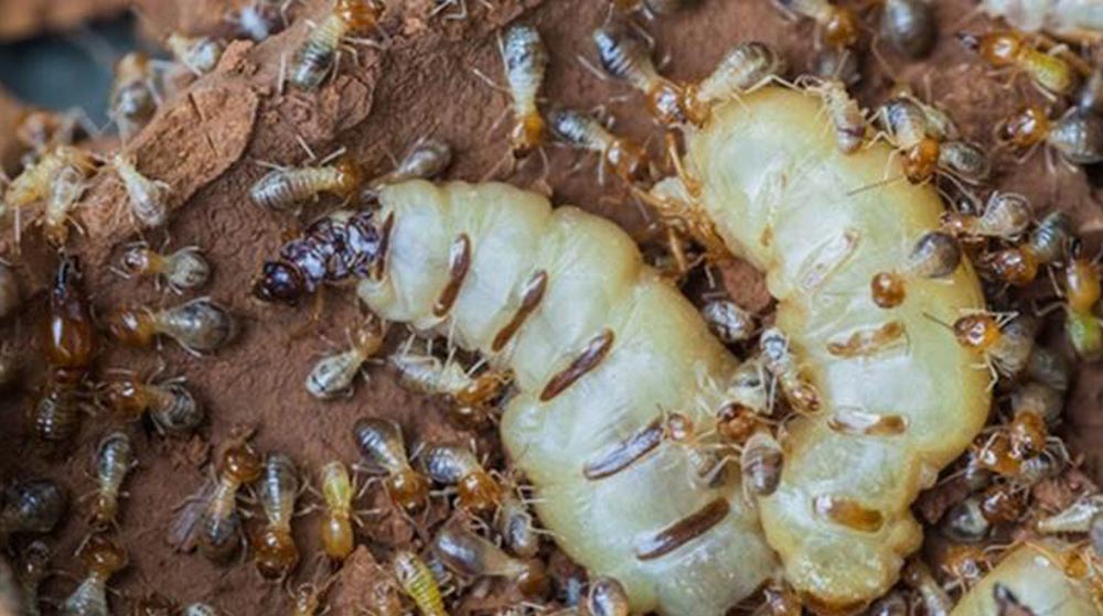 Termite Infestation BTC ImageGallery