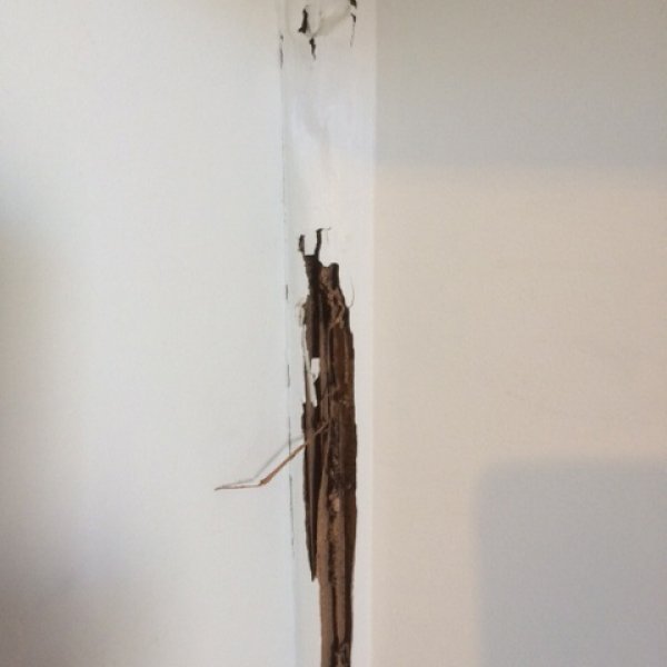 Termite damages in Melbourne