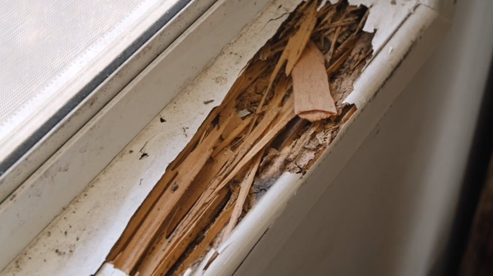 Termite Inspections, Treatment & Protection Services For Home Owners