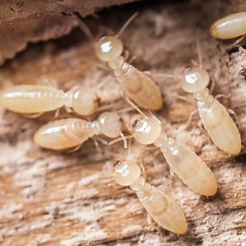 Best Termites Control
