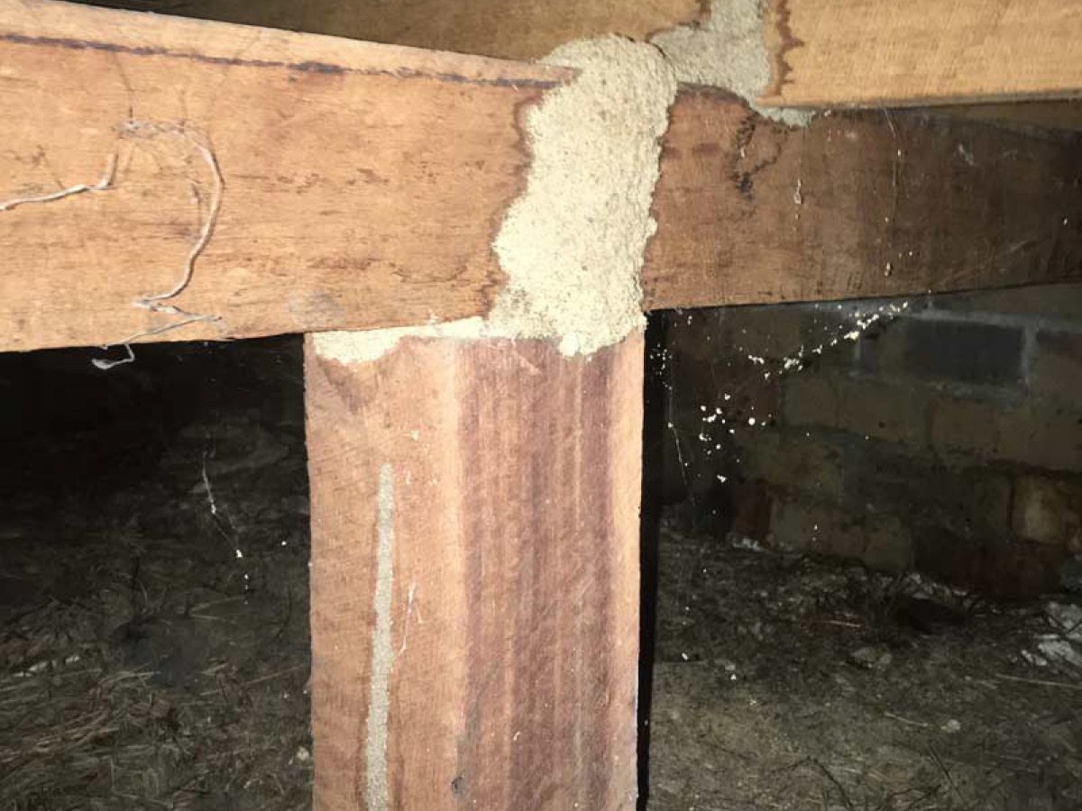 termite mudding btc termite inspection