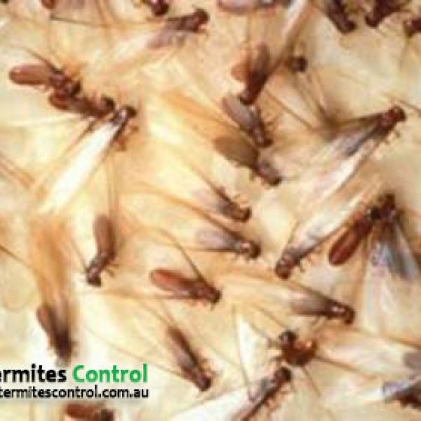 Termite queen in an active termite nest in Melbourne